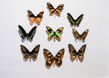 Karanlık güveler topluluğu.