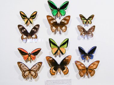renkli kelebek koleksiyonu.