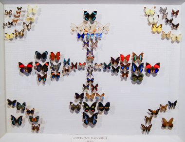 renkli kelebek koleksiyonu.