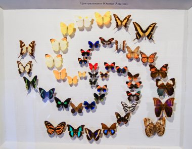 Kelebekler orta ve Güney Amerika topluluğu.