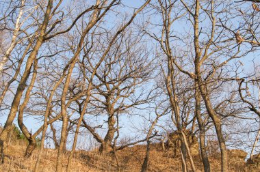 çıplak ağaç gövdeleri.