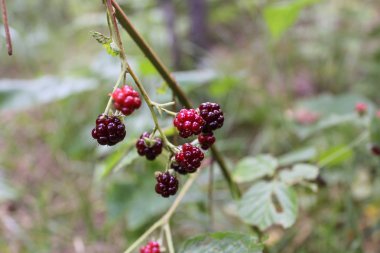 Ormanda böğürtlen dalı.