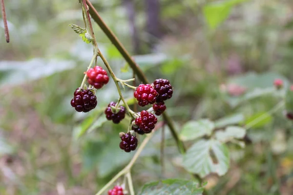 A branch of blackberries in the woods. — Stock Photo, Image