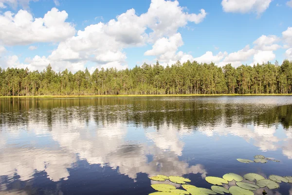 Lake of the Woods. — Stock Photo, Image