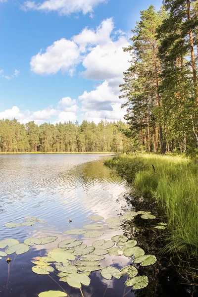 Pine trees on the bank. — Stock Photo, Image