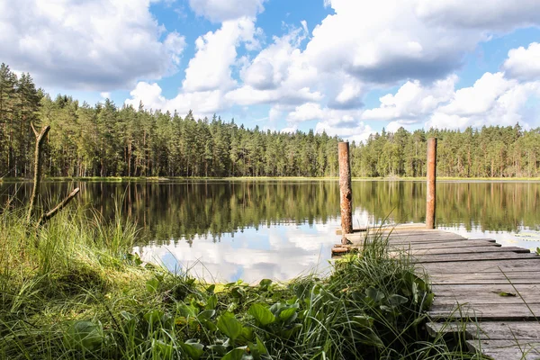 On the shore of a forest lake. — Stock Photo, Image
