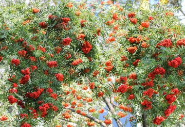 Dağ kül meyve ağaçlarıyla.
