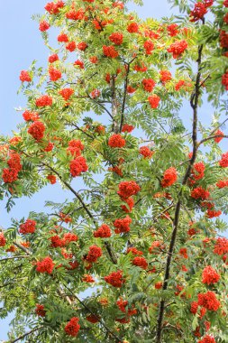 Dallar üzerinde olgunlaşmış üvez demetleri.