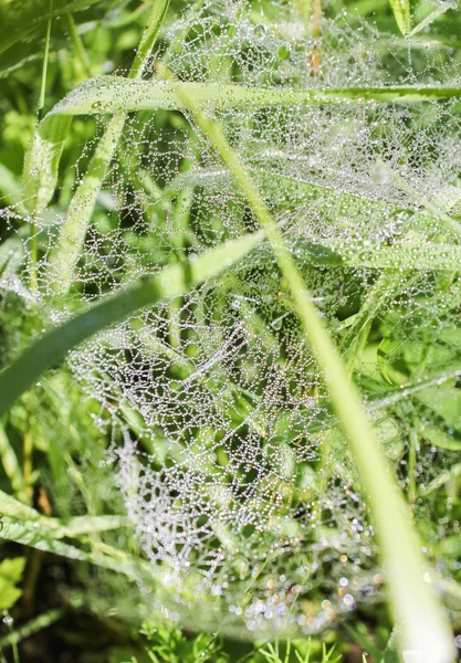 Păianjen web în roua de dimineață . — Fotografie, imagine de stoc