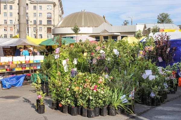 Plántulas de flores y árboles . — Foto de Stock