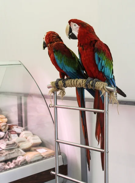 Parrots in the store. — Stock Photo, Image