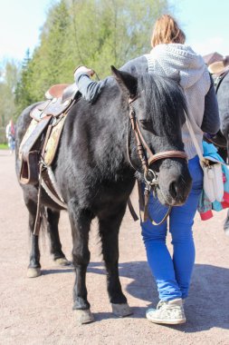 Küçük siyah midilli.