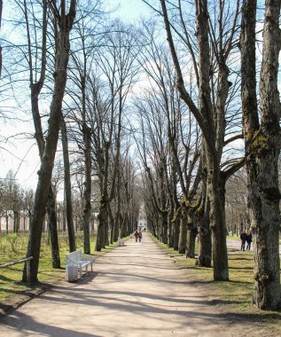 Cadde boyunca çıplak ağaçlar.