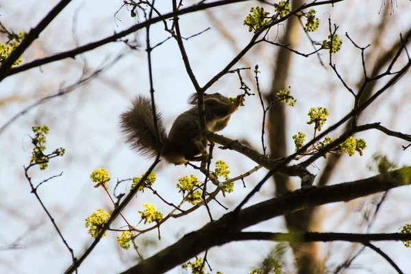 Squirrel with a fluffy tail. — Stock Photo, Image