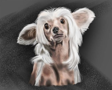 Şaşkın bakışlı şirin bir köpek..