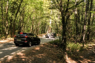 Orman yılanı ve Ai-Peri yolunda ayrılmış orman..