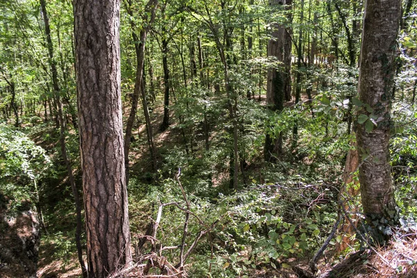 Serpentine Forestière Forêt Réservée Sur Route Peri — Photo