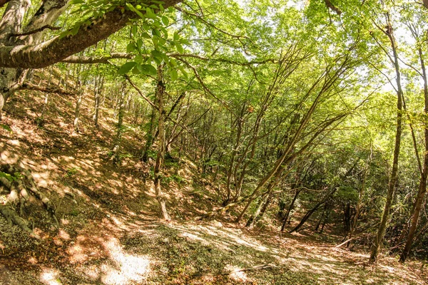 Foresta Serpentina Bosco Riservato Sulla Strada Peri — Foto Stock