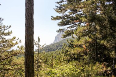 Orman yılanı ve Ai-Peri yolunda ayrılmış orman..