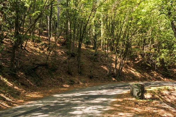Δάσος Serpentine Και Reserved Δάσος Στο Δρόμο Προς Peri — Φωτογραφία Αρχείου