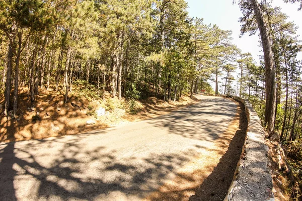 Foresta Serpentina Bosco Riservato Sulla Strada Peri — Foto Stock