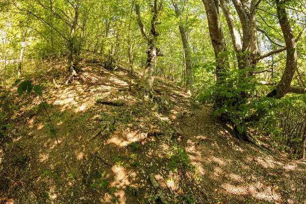 Foresta Serpentina Bosco Riservato Sulla Strada Peri — Foto Stock