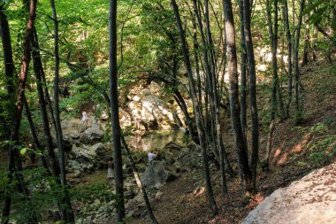 Ai-Petri, Kırım - 2 Eylül 2020. Orman yılanı ve Ai-Peri yolunda ayrılmış orman..