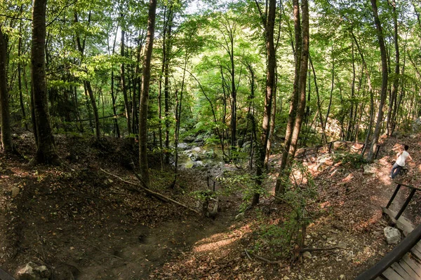 Petri Krim September 2020 Serpentinenwald Und Reservierter Wald Auf Dem — Stockfoto