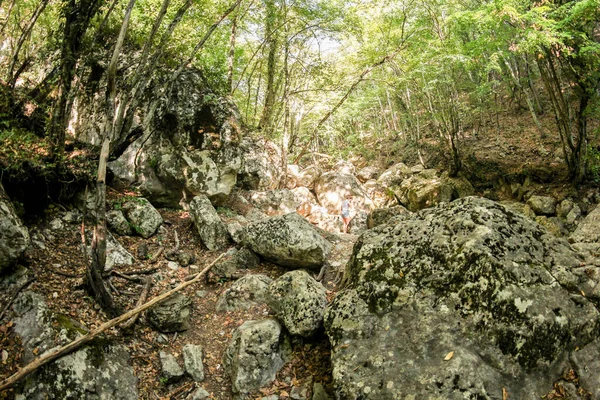 Petri Crimeia Setembro 2020 Floresta Serpentina Floresta Reservada Estrada Para — Fotografia de Stock