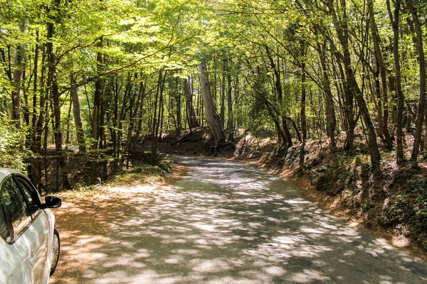 Forest Serpentine Reserved Forest Road Peri — Stock Photo, Image