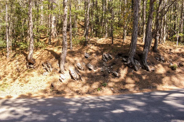 Serpentine Forestière Forêt Réservée Sur Route Peri — Photo