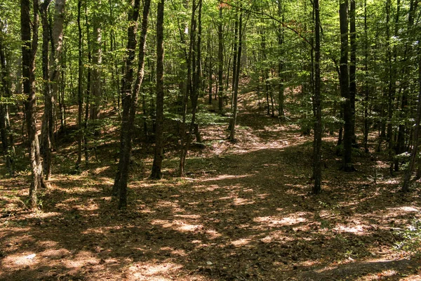 Bosque Serpentino Bosque Reservado Camino Peri — Foto de Stock