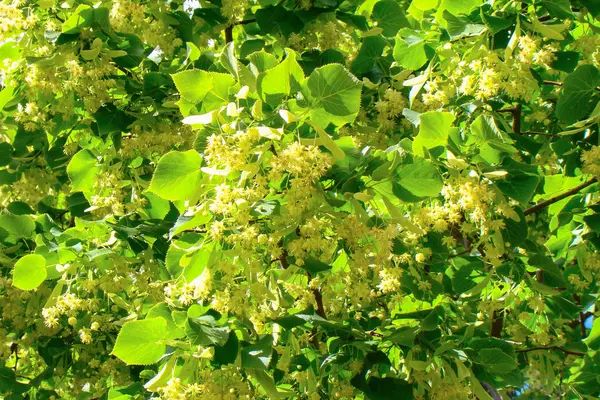 Luxuriantly virágzó linden — Stock Fotó