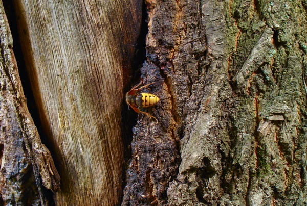 Великий hornet — стокове фото