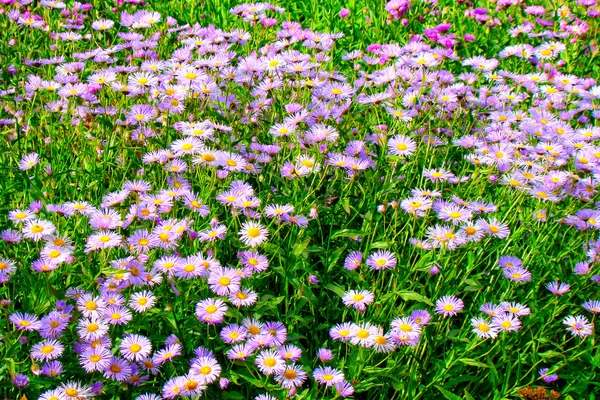 Fiori da giardino lilla — Foto Stock