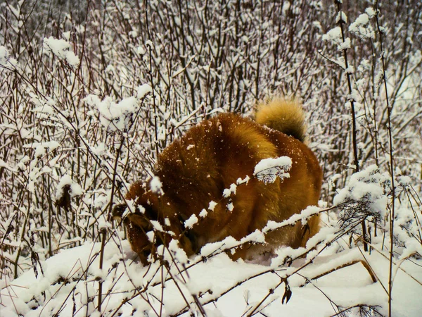 Red dog — Stock Photo, Image