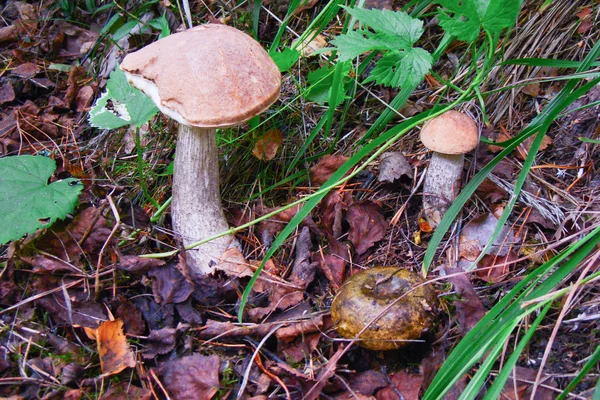 Небольшие свежие грибы — стоковое фото
