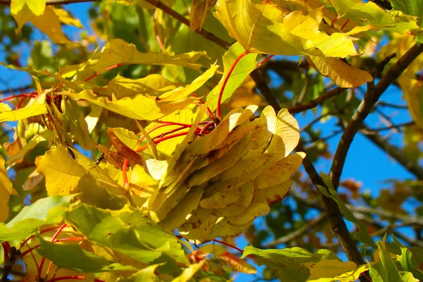 黄叶子的枫树 — 图库照片