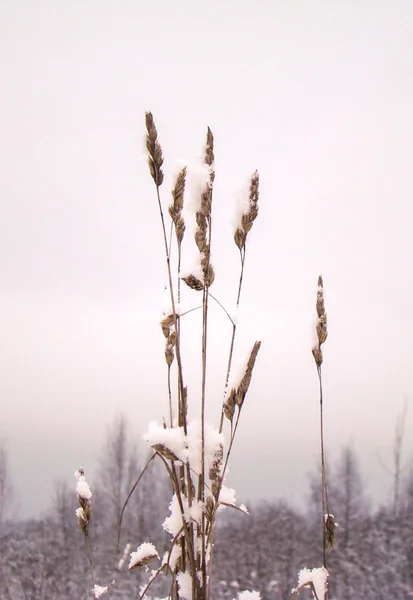 Dry plant covered with snow against the sky — Stock Photo, Image