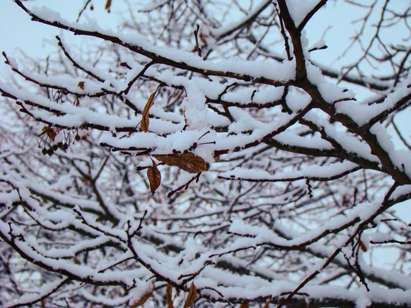 Winterliche Äste — Stockfoto