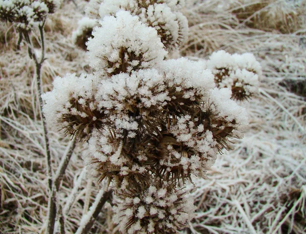 Ostnatá cocklebur — Stock fotografie