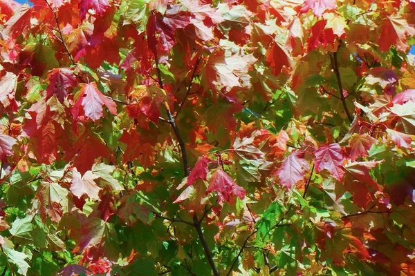 Фон кленового листя — стокове фото