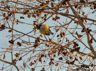 Kızılağaç üzerinde kuş