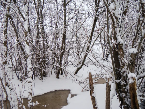 Буши вдоль ручья — стоковое фото