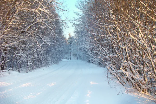 Weißer Winterwald — Stockfoto