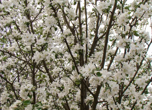 Flores blancas de manzana — Foto de Stock