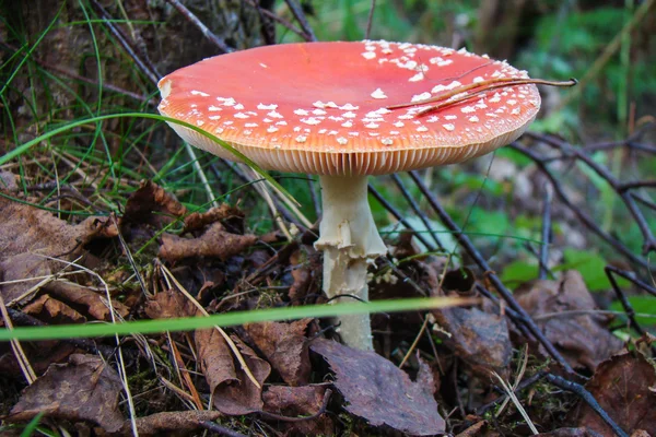 Amanita — Stok fotoğraf