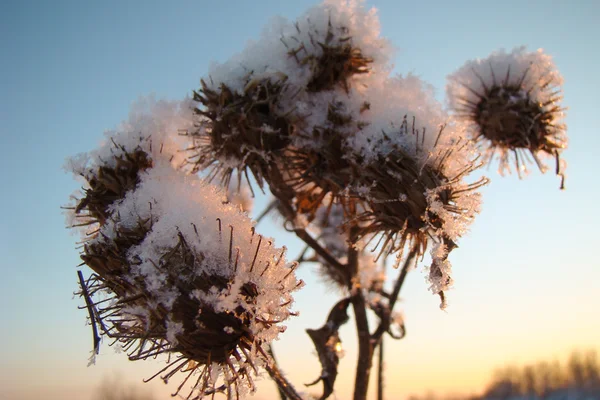 Trockene Blumen — Stockfoto