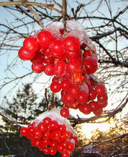 Bagas vermelhas brilhantes de viburnum — Fotografia de Stock