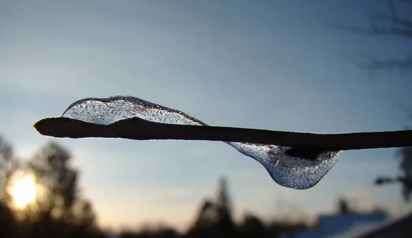 Dois icicles em um ramo — Fotografia de Stock